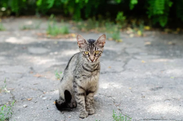 斑斑的猫正坐在街上 街上的猫在走路 流浪的宠物 — 图库照片