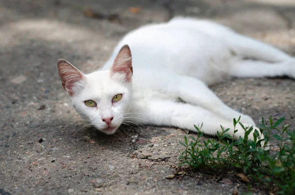 白い猫は地面に横たわっている ストリートキャット 放浪するペット 徹底した飼育猫 — ストック写真