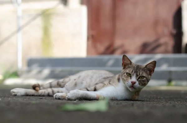 Gato Calle Yace Calle Yard Manchado Gato Una Mascota Abandonada — Foto de Stock