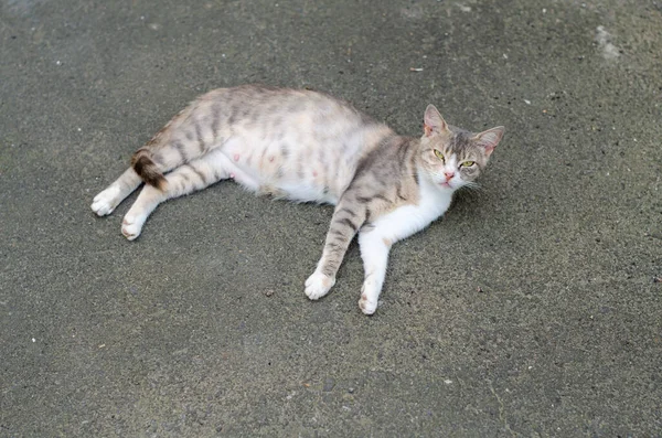 Γάτα Του Δρόμου Βρίσκεται Στο Δρόμο Αυλή Εντοπίστηκε Γάτα Εγκαταλελειμμένο — Φωτογραφία Αρχείου
