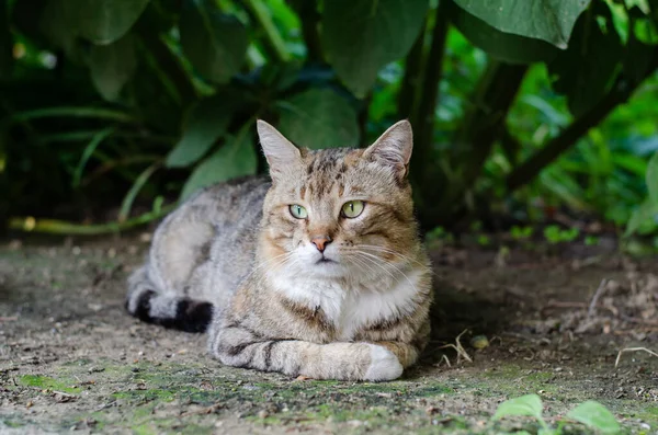 Street Cat Lies Street Yard Spotted Cat Abandoned Pet Domestic — Stok fotoğraf