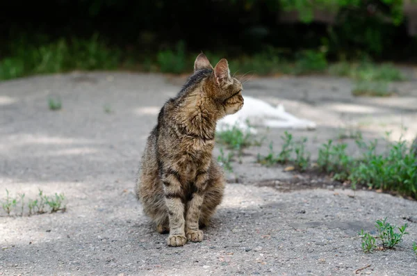Street Cat Walking Yard Spotted Cat Wandering Pet Pedigree Pet — Stok fotoğraf