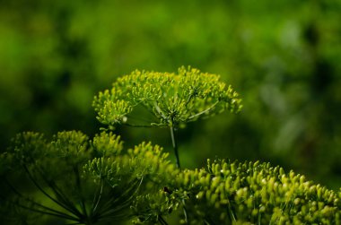 Dil tohumları. Dill bahçede. Bahar çiçekleri. Çiçekli yatak. Tarım.