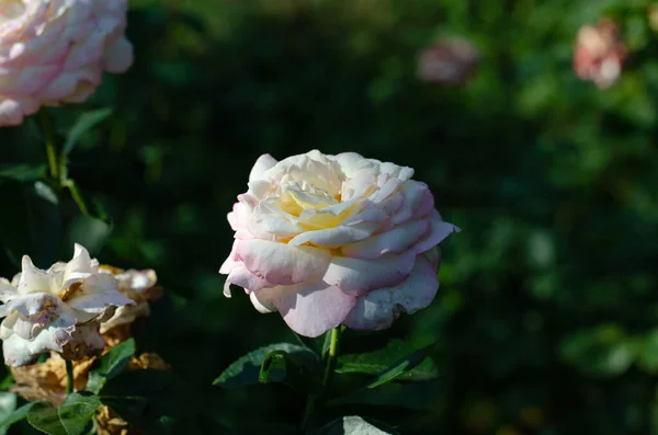 Růžová Růže Květinová Postel Jarní Květiny — Stock fotografie