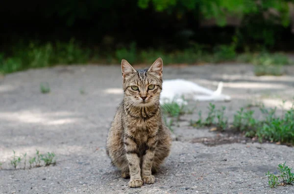 Gatto Strada Sta Camminando Gatto Cortile Maculato Animale Abbandonato Gatto — Foto Stock