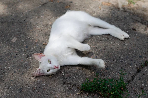 Γάτα Του Δρόμου Περπατάει Εντοπίστηκε Γάτα Αυλή Εγκαταλελειμμένο Κατοικίδιο Καθαρόαιμη — Φωτογραφία Αρχείου