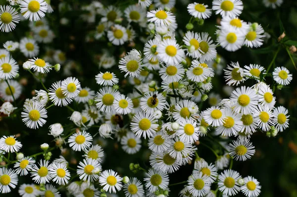 カモミールだ 野の花 デイジーの花束 — ストック写真