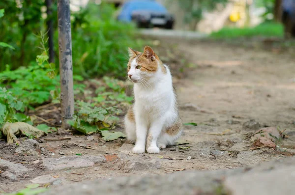 Sokak Kedisi Yürüyor Sokak Kedisi Hayvanı — Stok fotoğraf