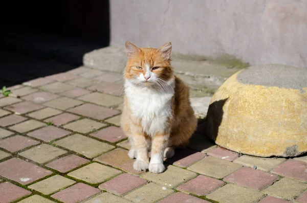Γάτα Του Δρόμου Περπατάει Αδέσποτη Γάτα Κατοικίδιο Κατοικίδιο — Φωτογραφία Αρχείου