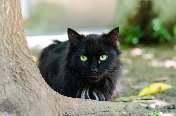 Chat Rue Noir Chat Errant Dans Cour Animaux Domestiques — Photo