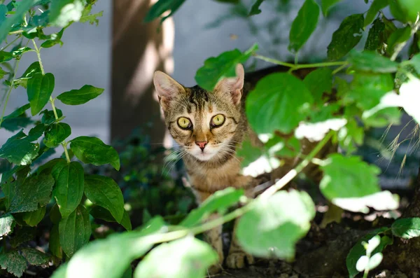 その発見された猫は草の中に座っている 通りの猫が歩いている ヒョウ 子猫ちゃん 家のペット — ストック写真