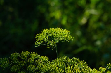 Dil rengi. Rezene. Tarım fabrikası. Bahçe.
