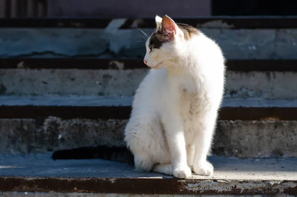 通りの猫は地面に横たわっている 野良猫 放棄されたペット 純血子猫 — ストック写真