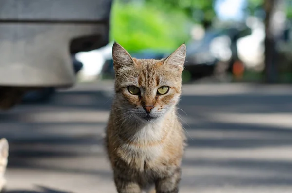 Ginger cat. The street cat is walking. Abandoned pet. Day of the cat.