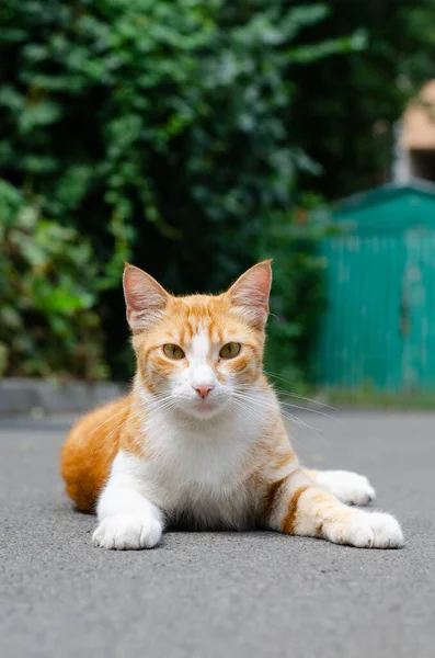 Ingefära Katt Gatukatten Går Övergivna Husdjur Kattens Dag — Stockfoto