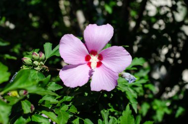 Pembe bahar çiçekleri. Çiçekli yatak. Yapraklara çiy damlası düşer. Atragene. Clementis..