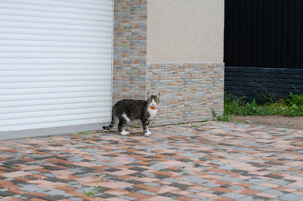 The street cat is resting. Abandoned pet. Yard spotted cat. Domestic thoroughbred pet. Nursery.