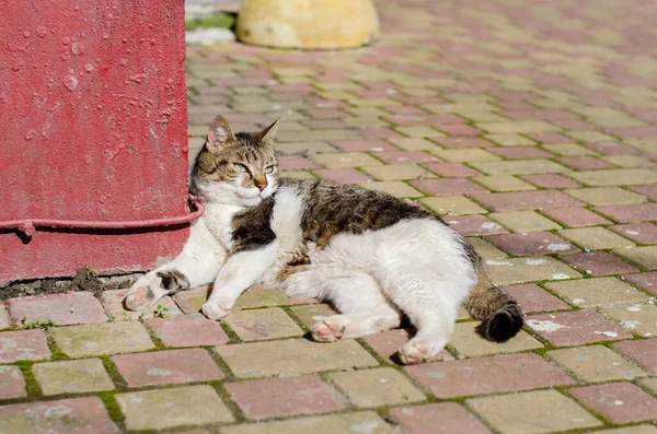 Street Cat Resting Abandoned Pet Yard Spotted Cat Domestic Thoroughbred — Stock Photo, Image