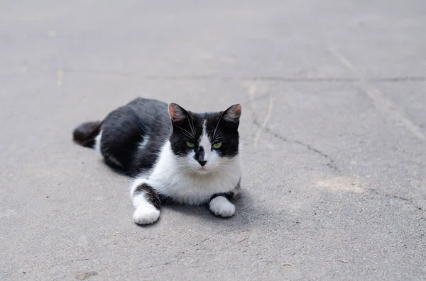 Gato Callejero Está Descansando Una Mascota Abandonada Yard Manchado Gato — Foto de Stock