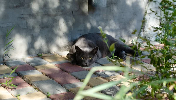 Straatkat Rust Uit Verlaten Huisdier Yard Heeft Kat Gezien Huisdier — Stockfoto