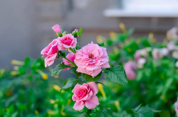 Eustoma Malé Růže Růžové Růže Květinová Postel Kytice Květin — Stock fotografie