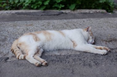 Kedi cadde boyunca yürür. Sokak kedisi. Kedi çitin üzerinde oturuyor. Deniz kenarındaki kedi. Kızıl kediler.