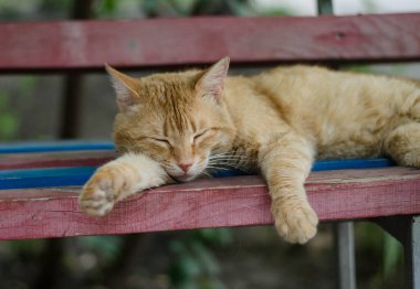 Kedi cadde boyunca yürür. Sokak kedisi. Kedi çitin üzerinde oturuyor. Deniz kenarındaki kedi. Kızıl kediler.
