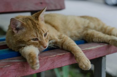Kedi cadde boyunca yürür. Sokak kedisi. Kedi çitin üzerinde oturuyor. Deniz kenarındaki kedi. Kızıl kediler.