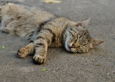 Gri sokak kedisi caddede yürüyor. Benekli bir kedi kaldırımda oturur. Kızıl kedi evde oturuyor. Kızıl sokak kedisi sokakta oturuyor.