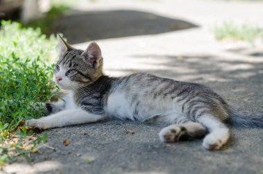 Gri sokak kedisi caddede yürüyor. Benekli bir kedi kaldırımda oturur. Kızıl kedi evde oturuyor. Kızıl sokak kedisi sokakta oturuyor.