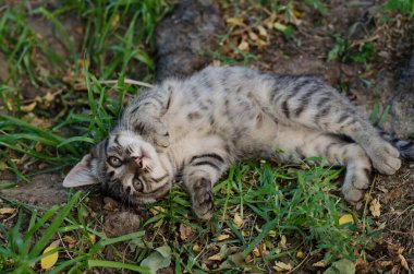 Gri sokak kedisi caddede yürüyor. Benekli bir kedi kaldırımda oturur. Kızıl kedi evde oturuyor. Kızıl sokak kedisi sokakta oturuyor.
