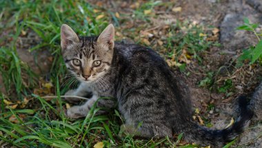 Gri sokak kedisi caddede yürüyor. Benekli bir kedi kaldırımda oturur. Kızıl kedi evde oturuyor. Kızıl sokak kedisi sokakta oturuyor.