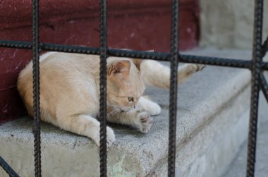 Gri sokak kedisi caddede yürüyor. Benekli bir kedi kaldırımda oturur. Kızıl kedi evde oturuyor. Kızıl sokak kedisi sokakta oturuyor.