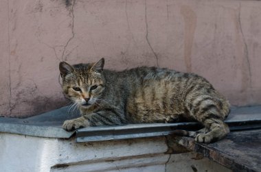 Gri sokak kedisi caddede yürüyor. Benekli bir kedi kaldırımda oturur. Kızıl kedi evde oturuyor. Kızıl sokak kedisi sokakta oturuyor.