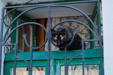 Gri sokak kedisi caddede yürüyor. Benekli bir kedi kaldırımda oturur. Kızıl kedi evde oturuyor. Kızıl sokak kedisi sokakta oturuyor.