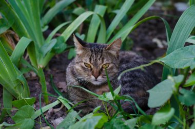 Gri sokak kedisi caddede yürüyor. Benekli bir kedi kaldırımda oturur. Kızıl kedi evde oturuyor. Kızıl sokak kedisi sokakta oturuyor.