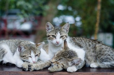 Gri sokak kedisi caddede yürüyor. Benekli bir kedi kaldırımda oturur. Kızıl kedi evde oturuyor. Kızıl sokak kedisi sokakta oturuyor.