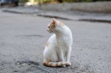 Sokak kedisi evde oturuyor. Avlu kedisi yürüyor. Sokak kedisi..