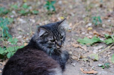 Sokak kedisi evde oturuyor. Avlu kedisi yürüyor. Sokak kedisi..