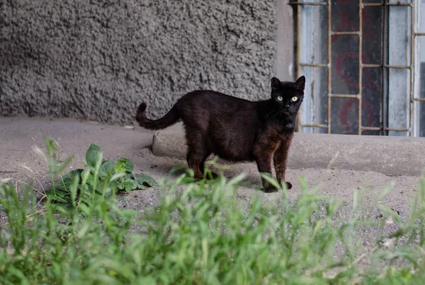 Katten Går Längs Gatan Gatukatt Katten Sitter Staketet Katt Vid — Stockfoto