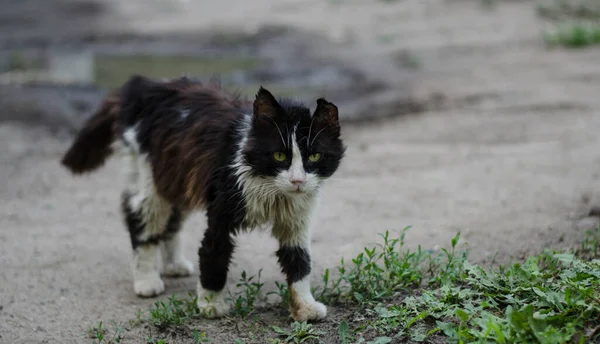 고양이는 걷습니다 거리의 고양이 고양이 울타리에 있어요 고양이 고양이 — 스톡 사진