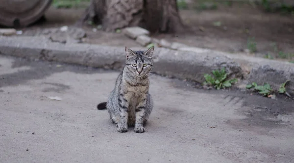 Katten Går Längs Gatan Gatukatt Katten Sitter Staketet Katt Vid — Stockfoto