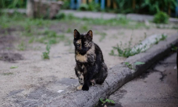 Gatto Cammina Lungo Strada Gatto Strada Gatto Seduto Sulla Recinzione — Foto Stock