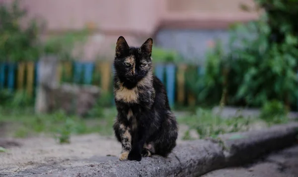 Gatto Cammina Lungo Strada Gatto Strada Gatto Seduto Sulla Recinzione — Foto Stock