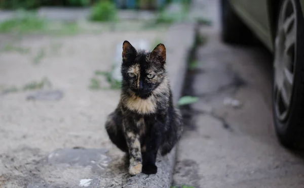 Gatto Cammina Lungo Strada Gatto Strada Gatto Seduto Sulla Recinzione — Foto Stock