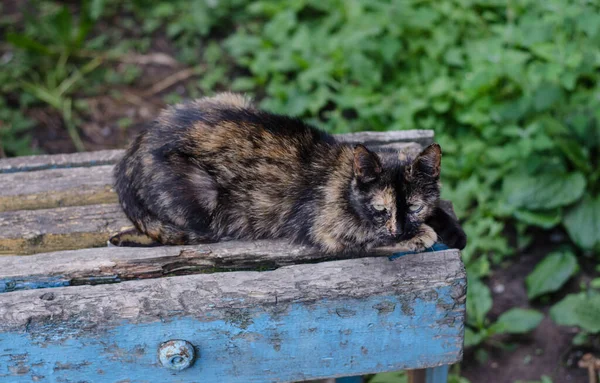 Die Katze Läuft Die Straße Entlang Straßenkatze Die Katze Sitzt — Stockfoto