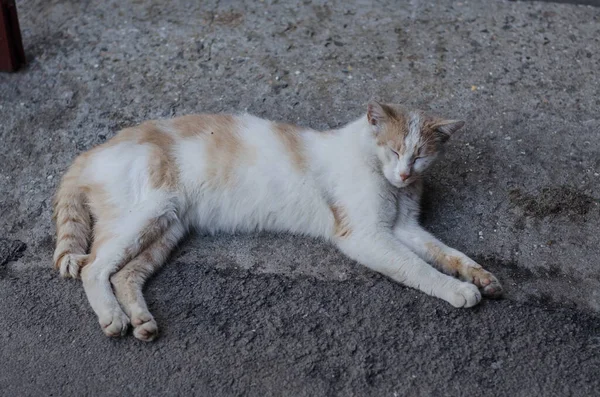 Gato Caminha Pela Rua Gato Rua Gato Está Sentado Cerca — Fotografia de Stock