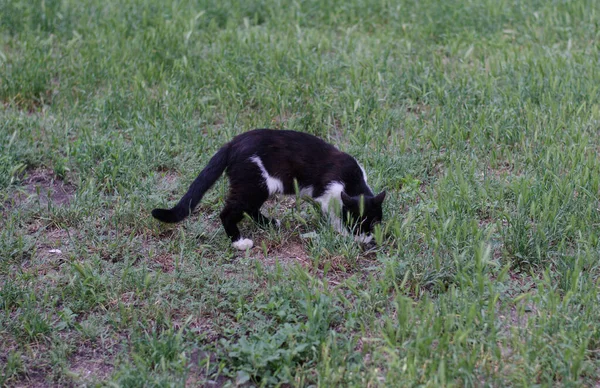 Gato Camina Por Calle Gato Callejero Gato Está Sentado Valla — Foto de Stock