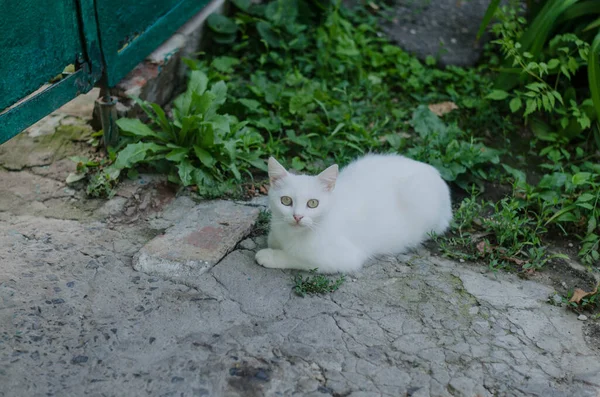 Gatto Cammina Lungo Strada Gatto Strada Gatto Seduto Sulla Recinzione — Foto Stock