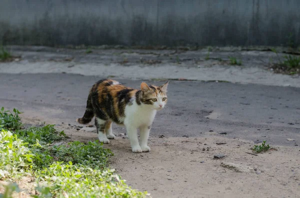 고양이는 걷습니다 거리의 고양이 고양이 울타리에 있어요 고양이 고양이 — 스톡 사진